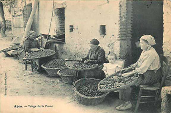 Triage de la prune en 1900 à Agen
