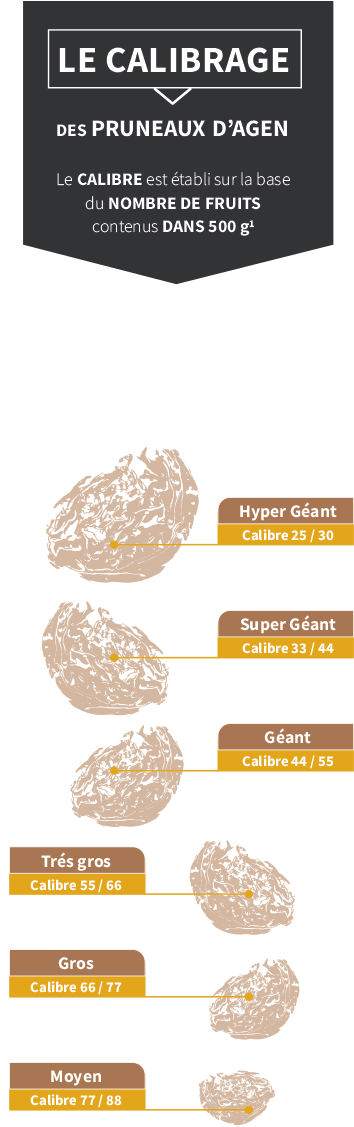 Les calibres de pruneaux d'Agen