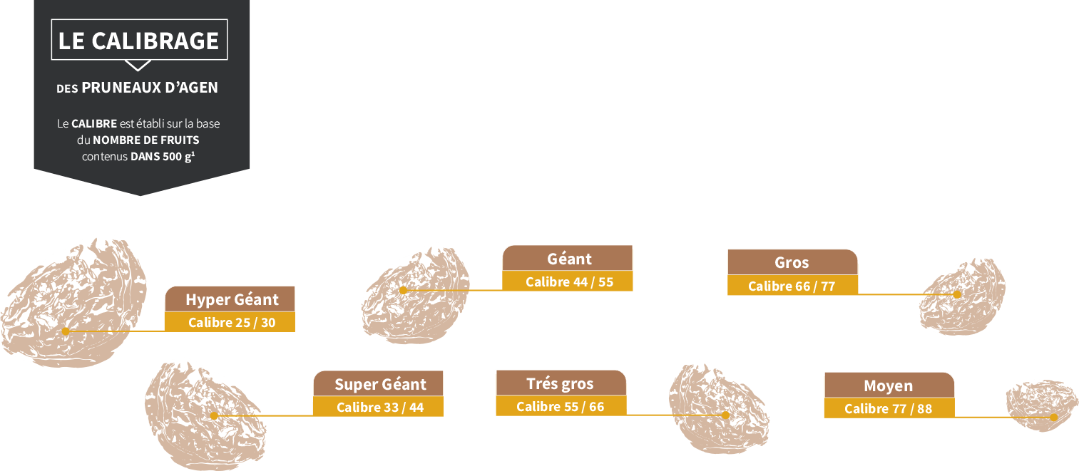 Les calibres de pruneaux d'Agen